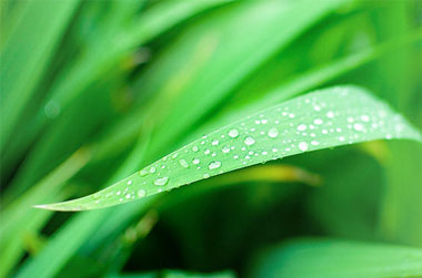 關(guān)于微距攝影的5個簡單技巧